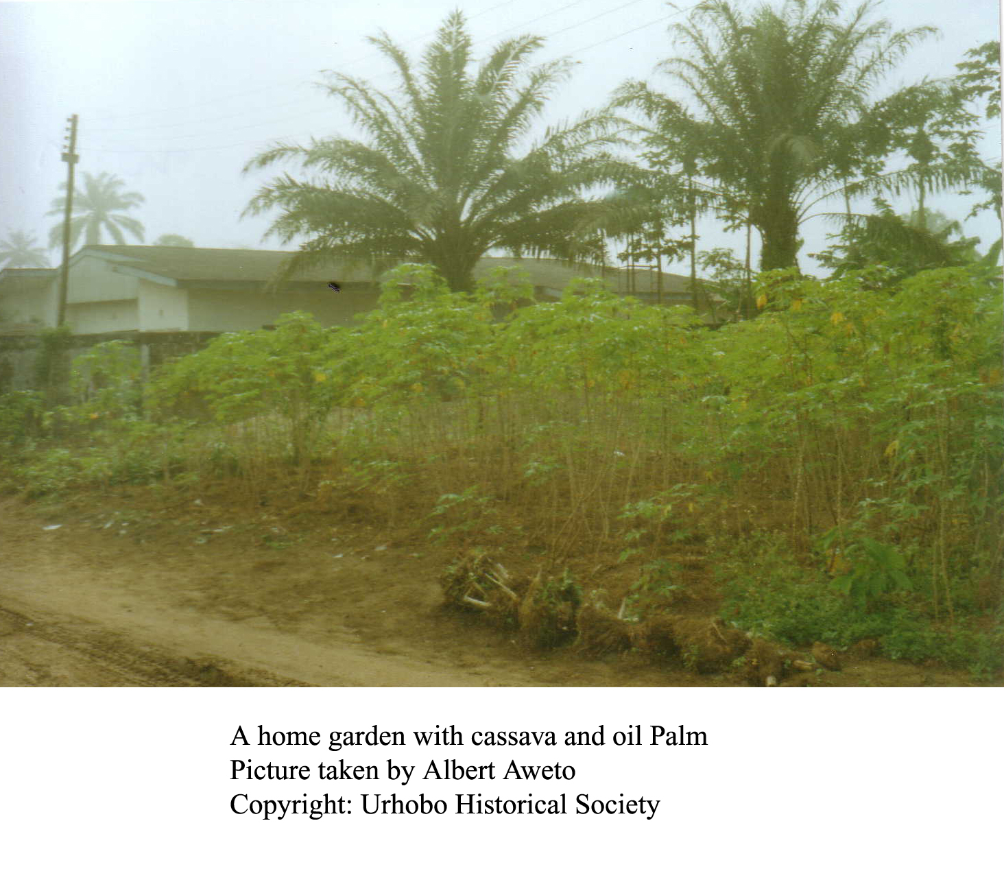 A Home Garden With Cassava and palm Oil Trees in Urhoboland in Nigeria's Niger Delta