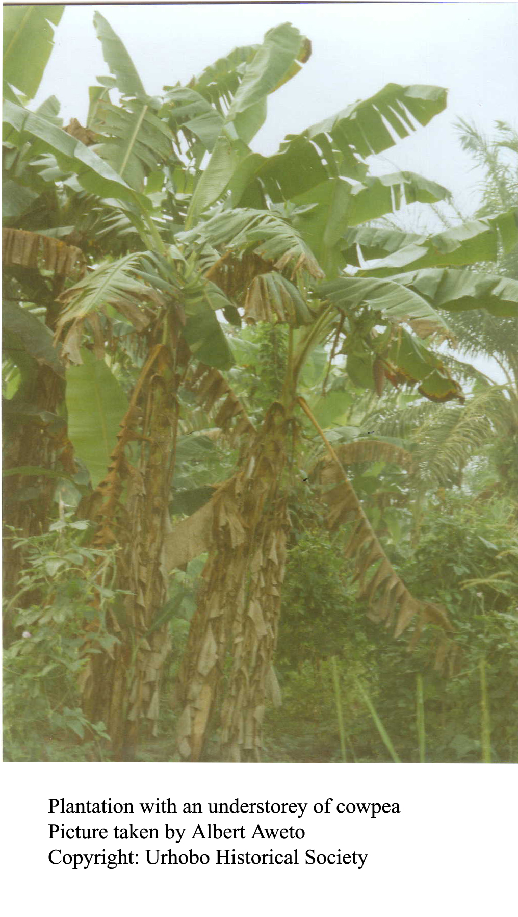 Plantain Trees With an Understorey of Cowpea