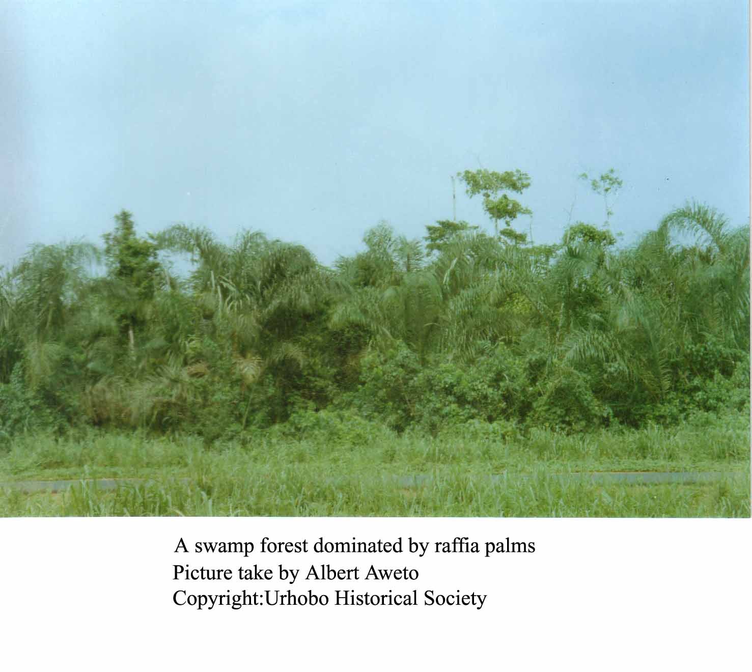 A Swampy Forested Dominated By Raffia Palms