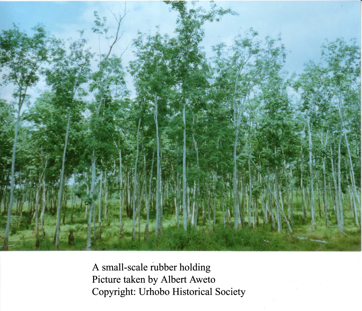 A Small-Scale Rubber Plantation in Urhoboland