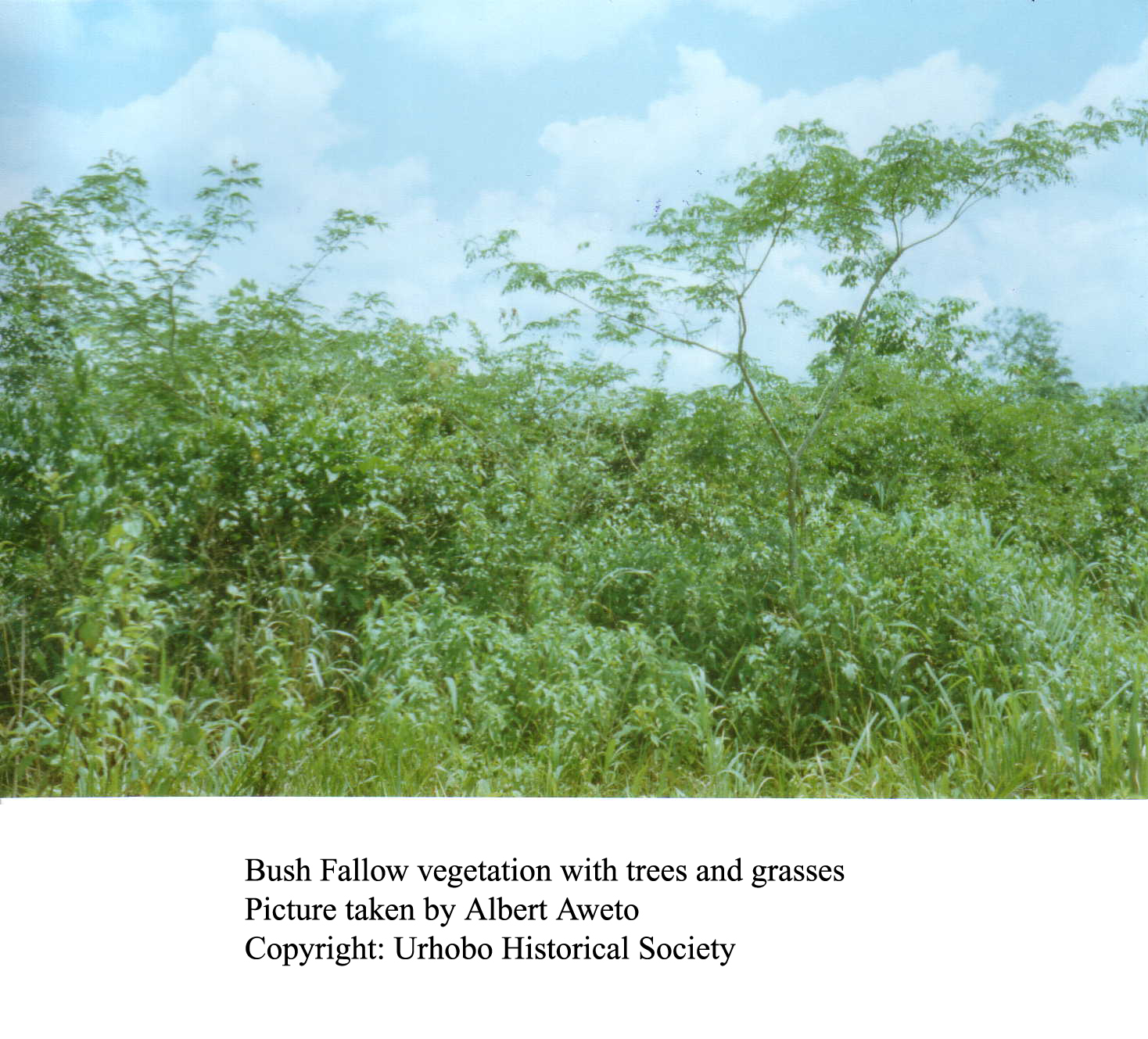Bush Fallow Vegetation in Urhoboland in Nigeria's Niger Delta