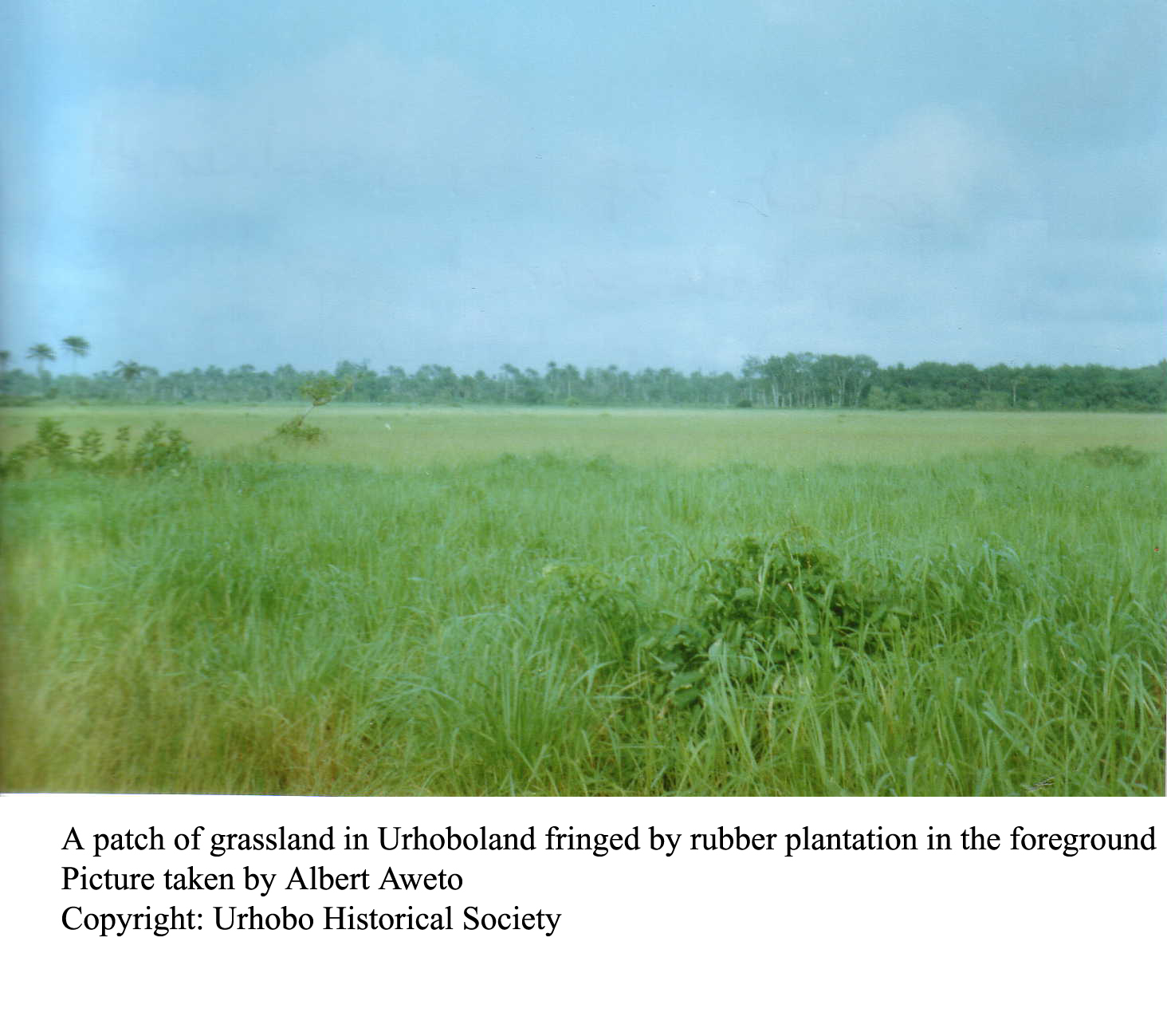 A Patch of savannah-Type Grassland in Tropical urhoboland