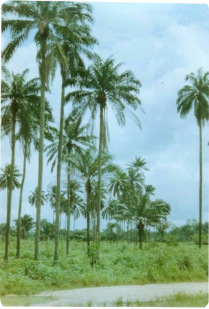 oil palms